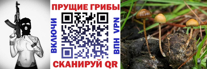 Галлюциногенные грибы прущие грибы Шагонар